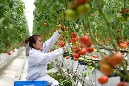 农业农村部：标本兼治打击种业侵权违法行为